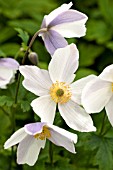 ANEMONE WHITE SWAN