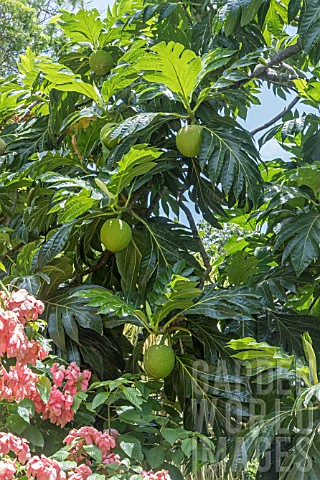 ARTOCARPUS_ALTILIS