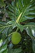 ARTOCARPUS ALTILIS