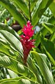 ALPINIA PURPURATA