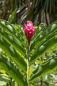 ALPINIA PURPURATA