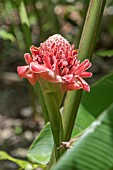 ETLINGERA ELATIOR