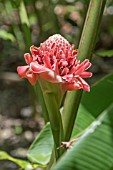 ETLINGERA ELATIOR