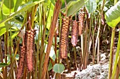 HELICONIA MARIAE