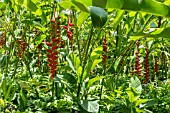 HELICONIA COLLINSIANA