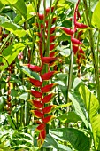 HELICONIA COLLINSIANA