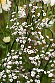 GYPSOPHILA PANICULATA FESTIVAL WHITE