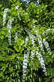 PETREA VOLUBILIS ALBA