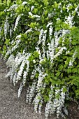 PETREA VOLUBILIS ALBA