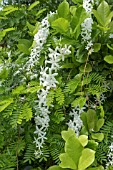 PETREA VOLUBILIS ALBA