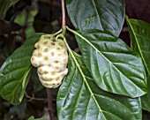 MORINDA CITRIFOLIA