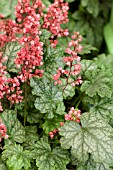 HEUCHERA PARIS PBR