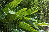 ALOCASIA MACRORRHIZOS