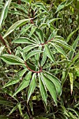 COSTUS SPECIOSUS VARIEGATUS