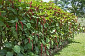 ACALYPHA HISPIDA HEDGE