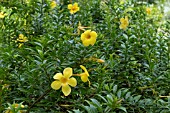 ALLAMANDA CATHARTICA