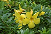 ALLAMANDA CATHARTICA