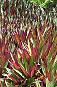 TRADESCANTIA SPATHACEA