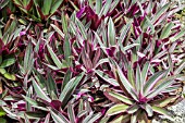 TRADESCANTIA SPATHACEA VARIEGATA