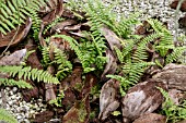 FERNERY WITH COCONUT COIR HUSKS