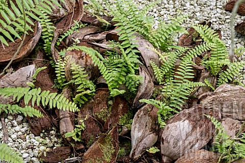 FERNERY_WITH_COCONUT_COIR_HUSKS
