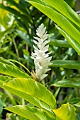 ALPINIA PURPURATA ALBA