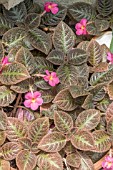 ESPICIA ROSEA