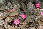 ESPICIA ROSEA