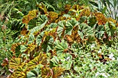 BEGONIA GRANDIS SSP. EVANSIANA