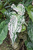 CALADIUM THAI BEAUTY