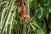 ANANAS COMOSUS VARIEGATA