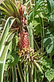 ANANAS COMOSUS VARIEGATA