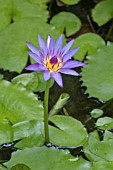 NYMPHAEA CAERULEA