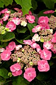 HYDRANGEA MACROPHYLLA TRAUBE