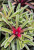 NEOREGELIA CAROLINAE