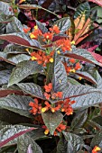 CHRYSOTHEMIS PULCHELLA