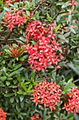 IXORA COCCINEA