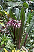 CRINUM PROCERUM