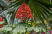 Clerodendrum paniculatum