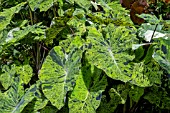 ALOCASIA MOJITO