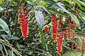 HELICONIA ROSTRATA