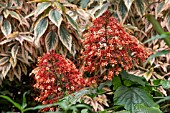 CLERODENDRUM PANICULATUM