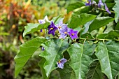 SOLANUM WRIGHTII