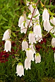 CAMPANULA TAKESIMANA WHITE GIANT