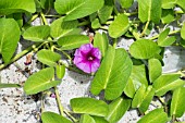 IPOMOEA PES-CAPRAE