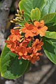 CORDIA SEBESTENA