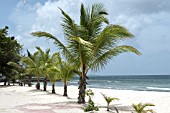 BEACH PALMS BARBADOS