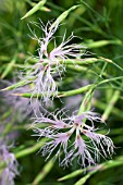 DIANTHUS SUPERBUS