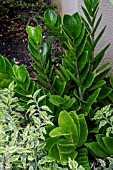 ZAMIOCULCAS ZAMIIFOLIA