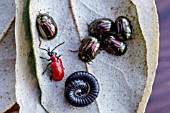 GARDEN PESTS